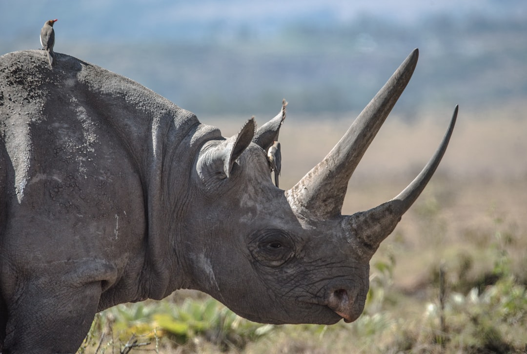 Ol Pejeta Conservancy